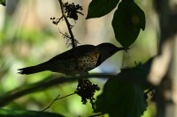 Northern Flicker at Lake Lynn, Raleigh NC