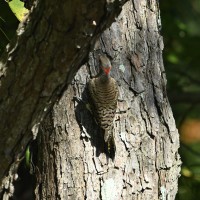 Northern Flicker at Lake Lynn, Raleigh NC