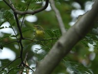 Northern Parula at Lake Lynn, Raleigh NC