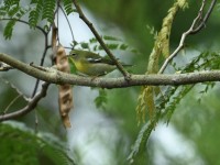 Northern Parula at Lake Lynn, Raleigh NC