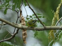 Northern Parula at Lake Lynn, Raleigh NC