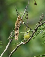 Northern Parula at Lake Lynn, Raleigh NC