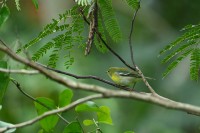 Northern Parula at Lake Lynn, Raleigh NC