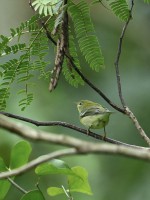 Northern Parula at Lake Lynn, Raleigh NC