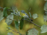 Northern Parula at Lake Lynn, Raleigh NC