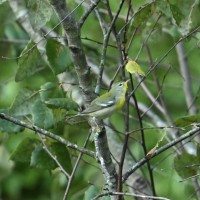 Northern Parula at Lake Lynn, Raleigh NC