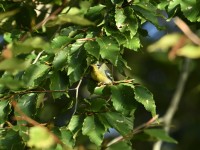 Northern Parula at Lake Lynn, Raleigh NC