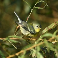 Northern Parula at Lake Lynn, Raleigh NC