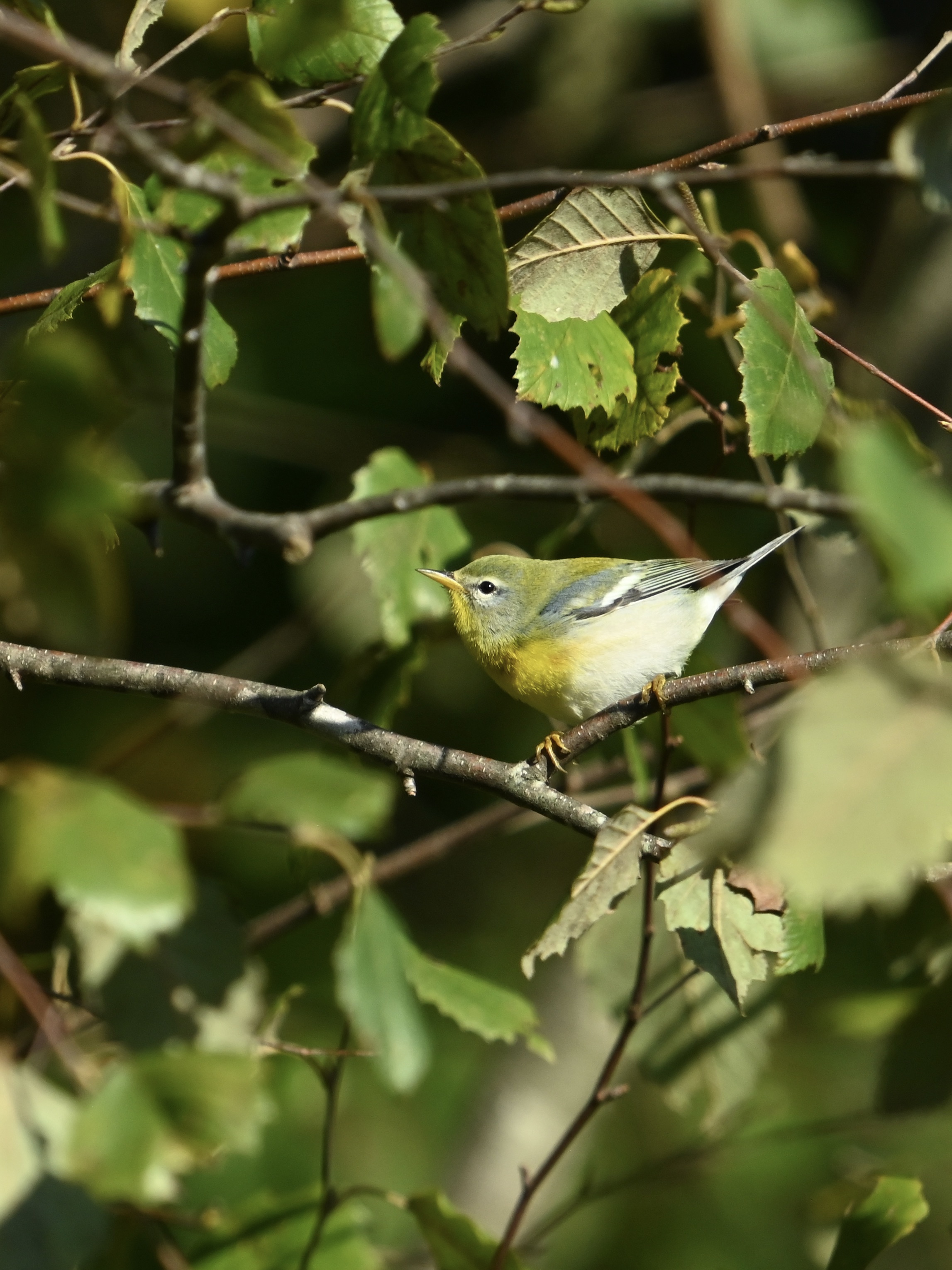 A Random Bird Photo