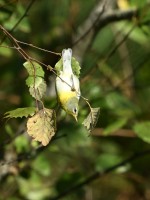 Northern Parula at Lake Lynn, Raleigh NC