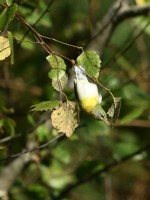 Northern Parula at Lake Lynn, Raleigh NC