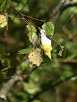 Northern Parula at Lake Lynn, Raleigh NC