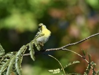 Northern Parula at Lake Lynn, Raleigh NC