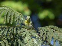 Northern Parula