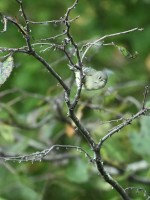 Ruby-crowned Kinglet at Lake Lynn, Raleigh NC
