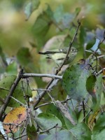 Ruby-crowned Kinglet at Lake Lynn, Raleigh NC