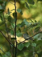 Ruby-crowned Kinglet at Lake Lynn, Raleigh NC