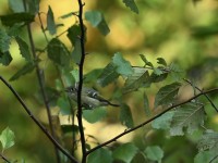 Ruby-crowned Kinglet at Lake Lynn, Raleigh NC
