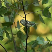 Ruby-crowned Kinglet at Lake Lynn, Raleigh NC