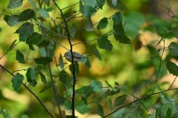 Ruby-crowned Kinglet at Lake Lynn, Raleigh NC
