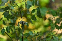 Ruby-crowned Kinglet at Lake Lynn, Raleigh NC