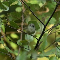 Ruby-crowned Kinglet at Lake Lynn, Raleigh NC