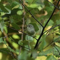 Ruby-crowned Kinglet at Lake Lynn, Raleigh NC