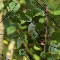 Ruby-crowned Kinglet at Lake Lynn, Raleigh NC