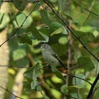 Ruby-crowned Kinglet at Lake Lynn, Raleigh NC