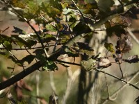 Ruby-crowned Kinglet at Lake Lynn, Raleigh NC