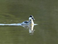 Ruddy Duck