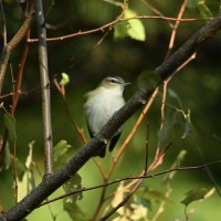 Red-eyed Vireo
