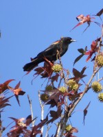 Red-winged Blackbird at Lake Lynn, Raleigh NC
