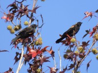 Red-winged Blackbird at Lake Lynn, Raleigh NC