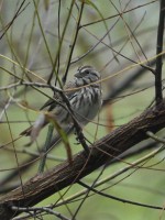 Song Sparrow at Lake Lynn, Raleigh NC