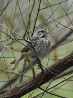 Song Sparrow at Lake Lynn, Raleigh NC