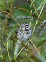 Song Sparrow