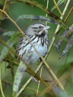 Song Sparrow at Lake Lynn, Raleigh NC