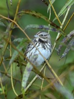 Song Sparrow at Lake Lynn, Raleigh NC
