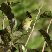 Tennessee Warbler at Lake Lynn, Raleigh NC
