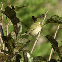 Tennessee Warbler at Lake Lynn, Raleigh NC