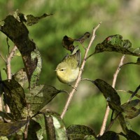 Tennessee Warbler