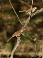 Brown Thrasher at Lake Lynn, Raleigh NC