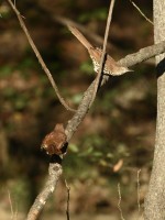 Brown Thrasher at Lake Lynn, Raleigh NC