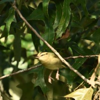 Worm-eating Warbler at Lake Lynn, Raleigh NC