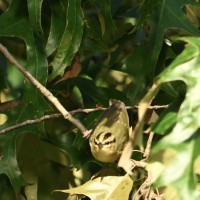 Worm-eating Warbler