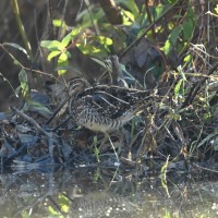Wilson's Snipe at Lake Lynn, Raleigh NC