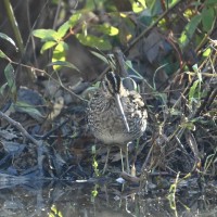 Wilson's Snipe at Lake Lynn, Raleigh NC