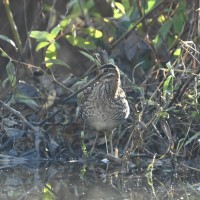 Wilson's Snipe at Lake Lynn, Raleigh NC