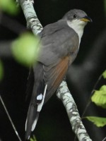 Yellow-billed Cuckoo